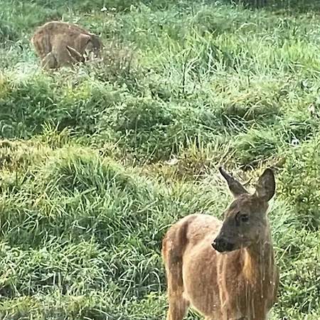 Atypique En A Larmorique En Pleine Nature *