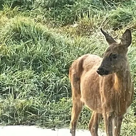Chalet Atypique En A Larmorique En Pleine Nature *
